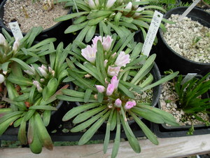 Shortsepal lewisia