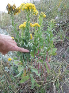 Stiff Goldenrod