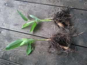 True arrowroot bare root plants
