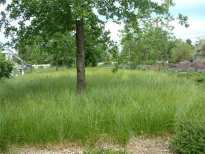 Clustered Field Sedge