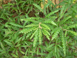 Sweet Fern