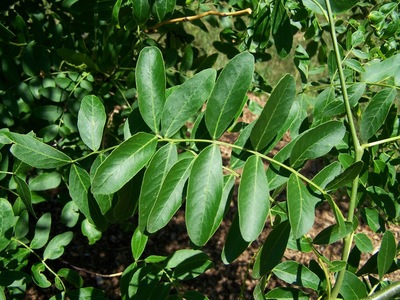 Gleditsia caspica