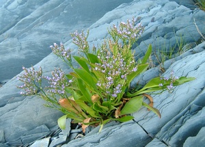 Sea Lavender