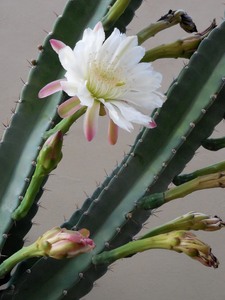 Hildmania cactus