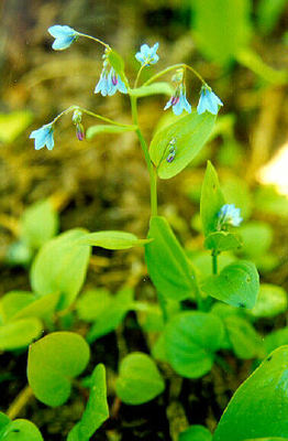 Mertensia bella