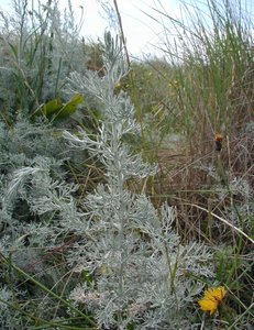 Sea Wormwood