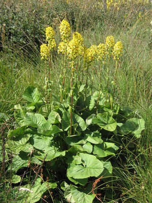 Ligularia sibirica