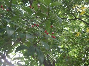 Japanese Photinia