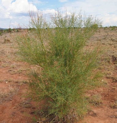 Acacia victoriae