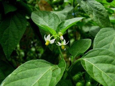 Solanum americanum