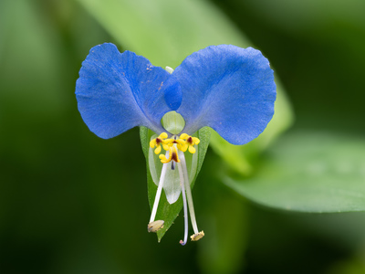 Commelina communis