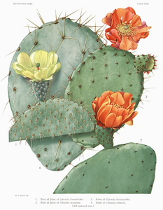 Prickly Pear