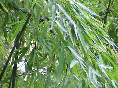 Phyllostachys aurea