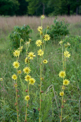 Silphium laciniatum