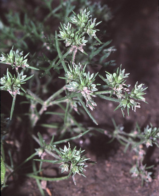 Scleranthus annuus