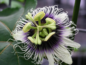 Passion fruit