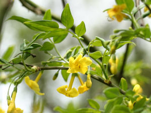 Yellow Jasmine