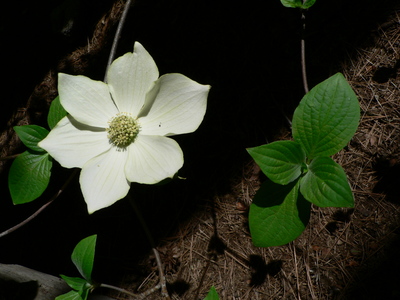 Cornus nuttallii