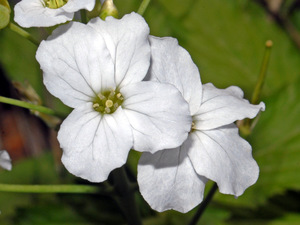 Cardamine heptaphylla