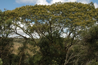 Mimosa scabrella