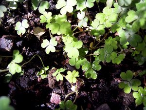 Oxalis magellanica