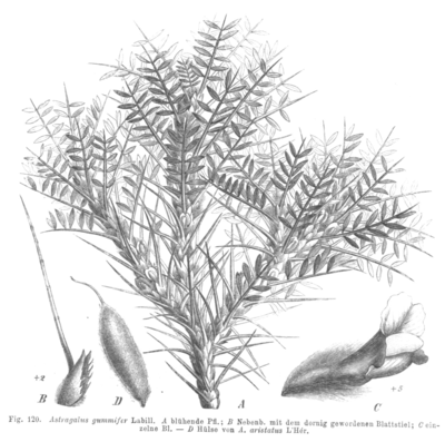 Astragalus gummifer