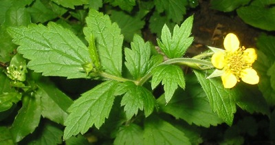 Geum urbanum