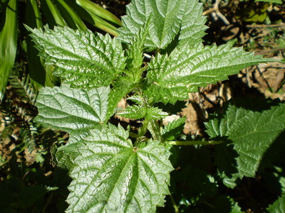 Urtica incisa