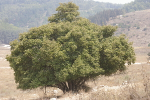 Storax Tree