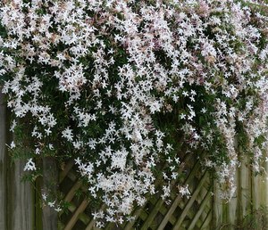 White Jasmine (Winter Hardy) Seeds