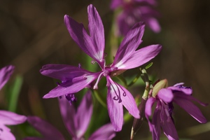 Twolobe clarkia