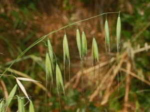 Slender Oat