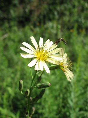 Lactuca indica