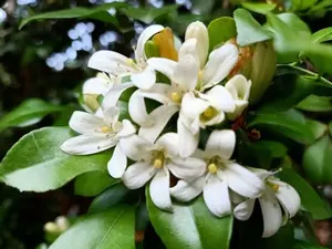 Orange Jasmine