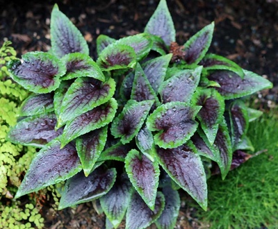 'Heartthrob violet' - viola koreana. Image from Terra Nova nurseries