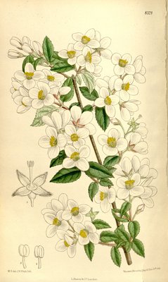 Philadelphus delavayi