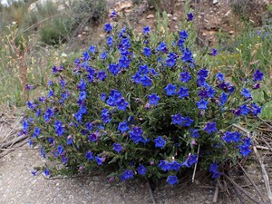 purple gromwell