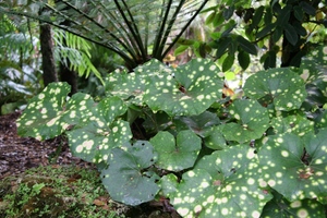 Leopard Plant