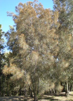 Casuarina cunninghamiana