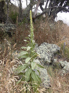 Great Mullein