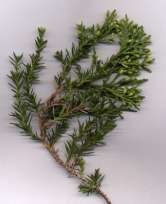 Juniperus chinensis