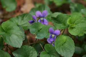 Marsh Blue Violet