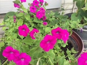 Petunia violaceae