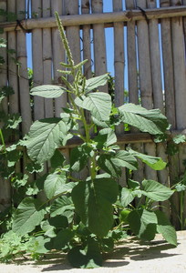 Slender Amaranth