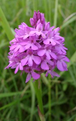 Anacamptis pyramidalis