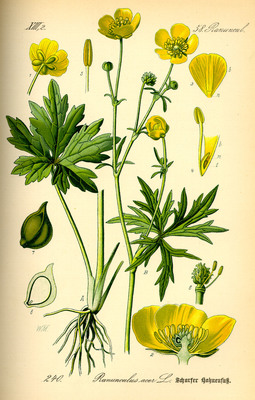 Ranunculus acris