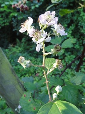 Rubus bifrons