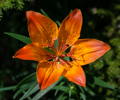 Lilium bulbiferum