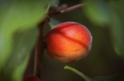 Prunus sibirica