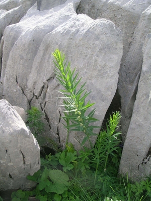 Polygonatum verticillatum